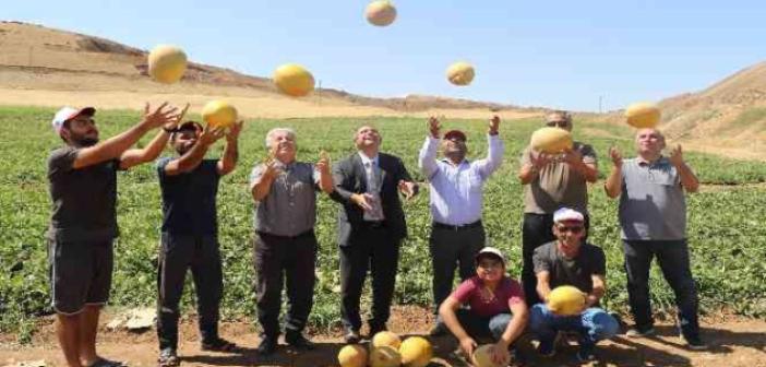 Elazığ’da kavun rekoltesi yüzleri güldürdü