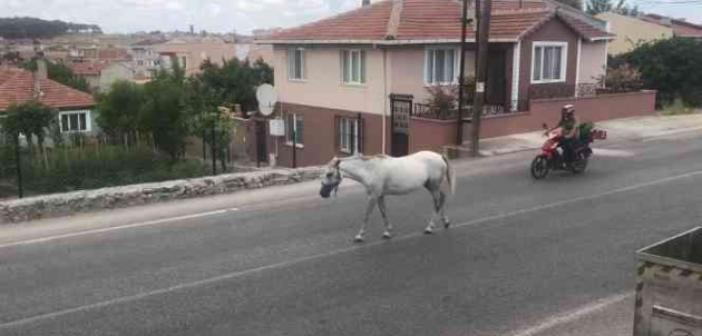 Kırklareli’nde başıboş atlar trafiği tehlikeye sokuyor