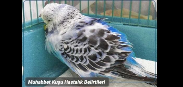 Muhabbet kuşu hastalık belirtileri ve alınması gereken önlemler