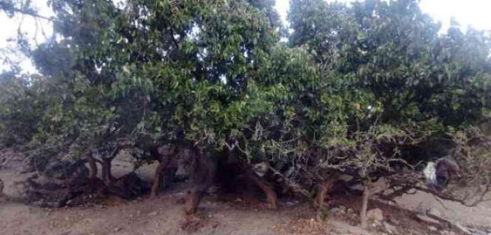 İki bin yıllık dut ağacı görüntüsü ile dikkat çekiyor