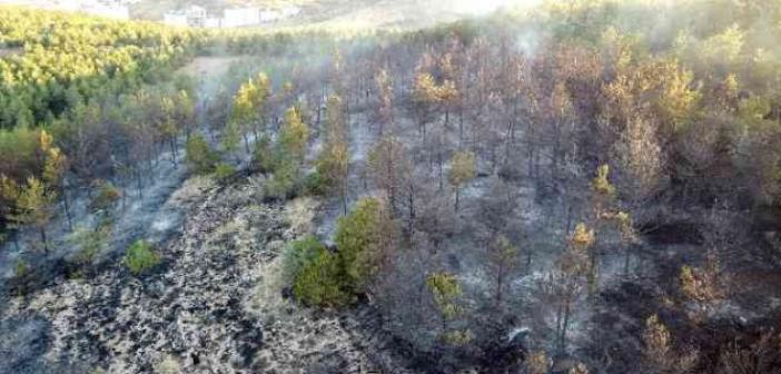 Yozgat’ta 15 dekarlık orman küle döndü