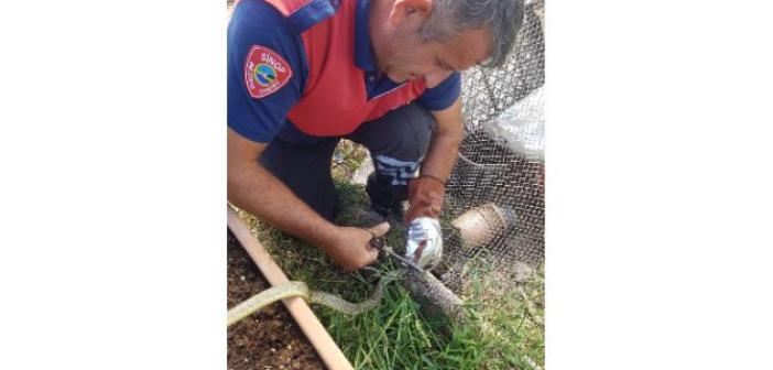 Sinop’ta ağa takılan yılan kurtarıldı