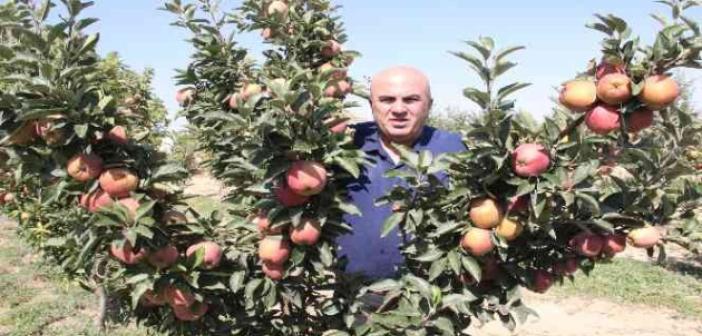 Karaman’da dalları elma bastı