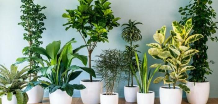 Salon Bitkileri Teminin Hızlı ve Kolay Yolu