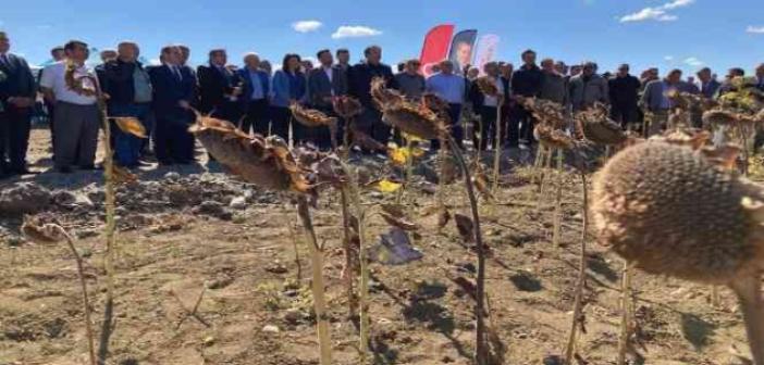 Çanakkale’de ayçiçekleri hasat edildi