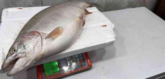 İznik Gölü’nde 8 kiloluk somon balığı yakalandı