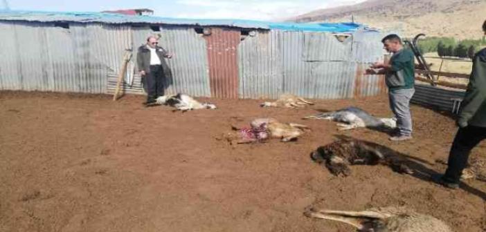 Sürüye saldıran kurtlar 12 koyunu telef etti