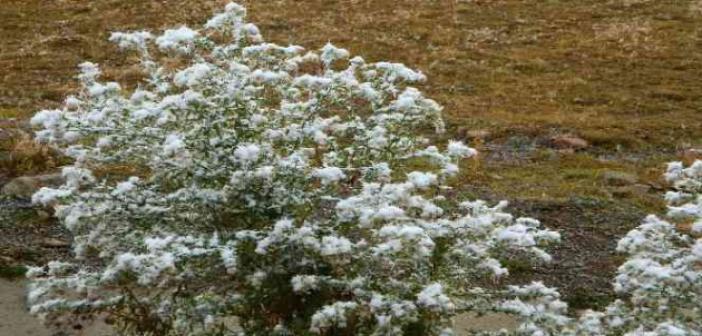 Posof’ta yüksek kesimlere mevsimin ilk karı yağdı