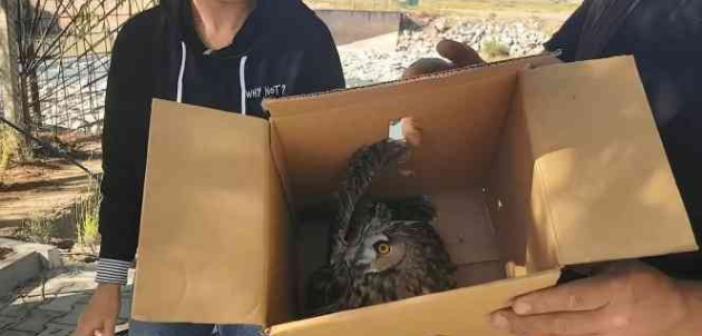 Sulama kanalında yaralı halde bulunan puhu kuşu tedavi altına alındı