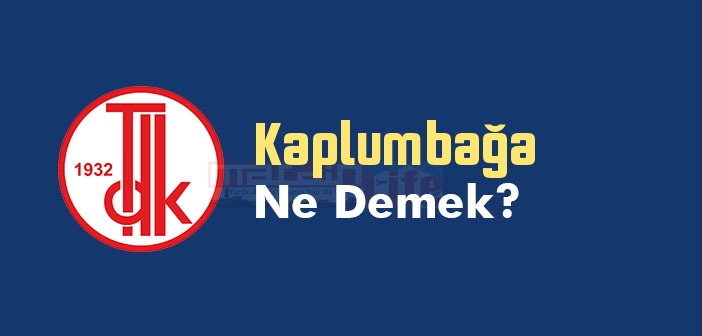 Kaplumbağa ne demek? Kaplumbağa TDK sözlük anlamı nedir?