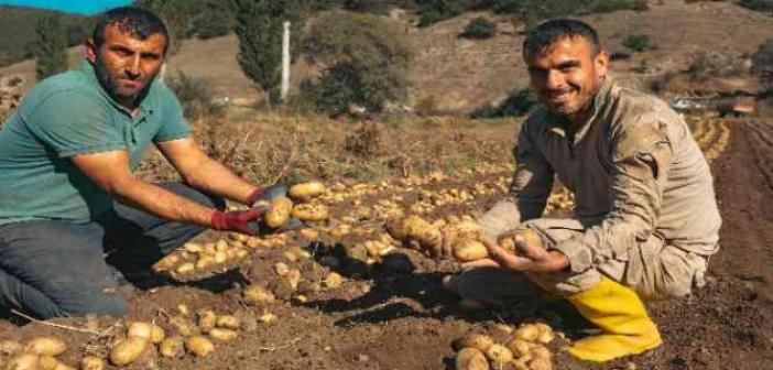 Patateste 40 bin tona yakın rekolte bekleniyor