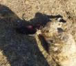 Aç kalan kurtlar sürüye saldırdı: 28 koyun telef oldu