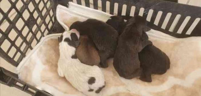 Yavru köpekleri poşete koyup çöp kutusuna attılar