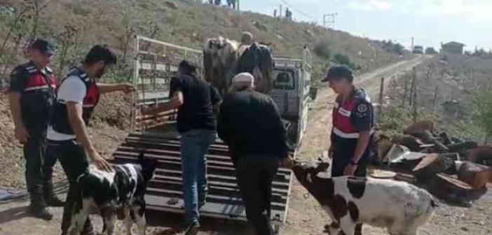 Balya’da büyükbaş hayvan hırsızları yakalandı