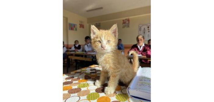 Ağrı’da öğrencilerin sahiplendiği yavru kedi ’Mandalina’ okulun maskotu oldu