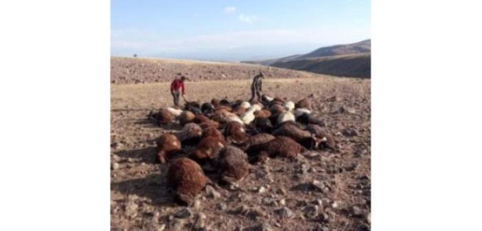 Iğdır’da yıldırım isabet eden 56 koyun telef oldu