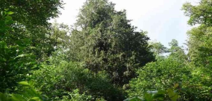 Bin 400 yaşındaki Porsuk ağacının tescillenmesi için çalışma başlatıldı