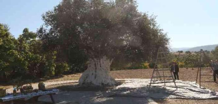 Bin 300 yıllık zeytin ağacı 250 kilo ürün verdi