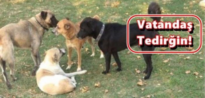 Başıboş Köpeklerin Oluşturduğu TEHDİT devam ediyor!