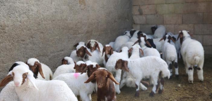Mardin’de küçükbaş hayvancılıkta yüzde 50 artış