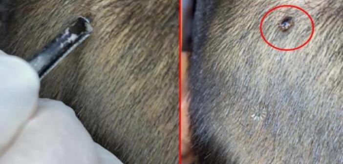 VİDEO - Tıraş olmaya gitti hastalığı ortaya çıktı! Kafasındaki tehlikeyi fark eden berber, hayatını kurtardı