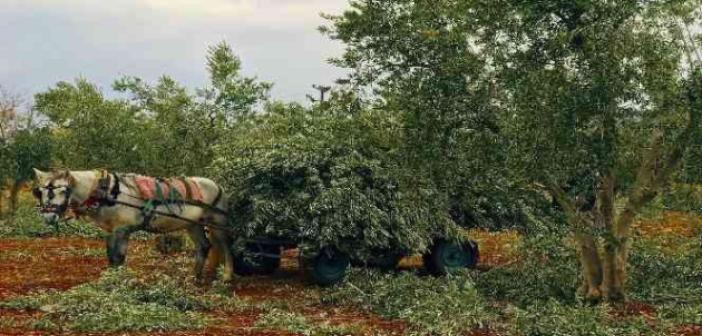 Zeytin dalları fırınlar ile sobalarda yakalıyor