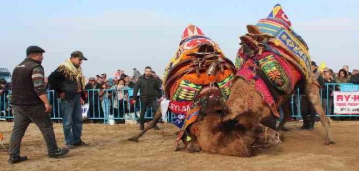 Alaşehir’de deve güreşlerine büyük ilgi