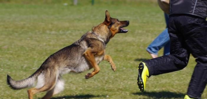 Rüyada Köpek Kovaladığını Görmek ne anlama gelir? Rüyada Köpek Kovaladığını Görmek ne demek?