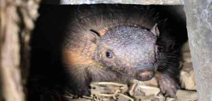 Türkiye’nin ilk armadillo yavrusu 3 buçuk ay önce dünyaya gözlerini açtı
