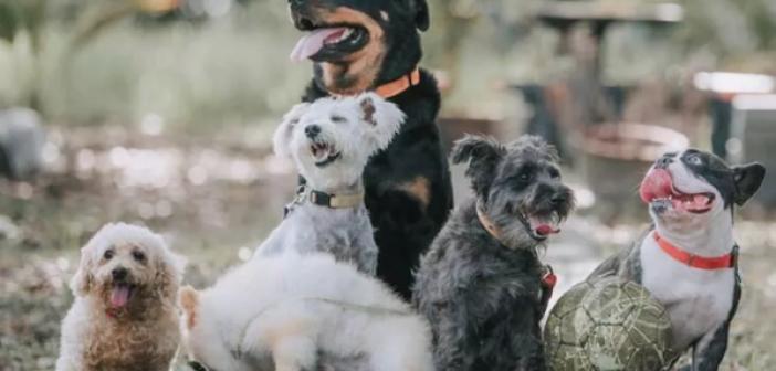 Rüyada Konuşan Köpek Görmek ne anlama gelir? Rüyada Konuşan Köpek Görmek ne demek?