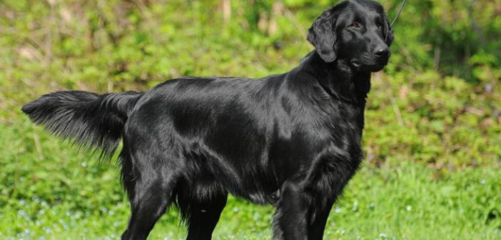 Rüyada Siyah Köpek Görmek ne anlama gelir? Rüyada Siyah Köpek Görmek ne demek?