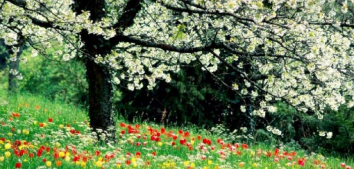 Rüyada İlkbahar Görmek ne anlama gelir? Rüyada İlkbahar Görmek ne demek?