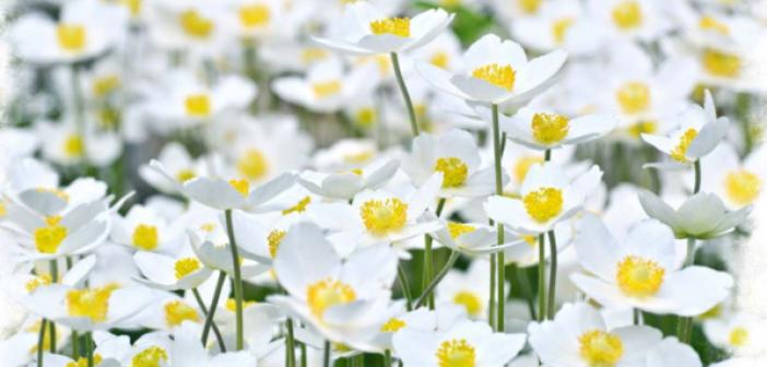 Rüyada Beyaz Çiçek Görmek ne anlama gelir? Rüyada Beyaz Çiçek Görmek ne demek?