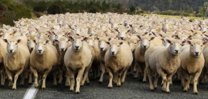Rüyada Koyun Sürüsü Görmek ne anlama gelir? Rüyada Koyun Sürüsü Görmek ne demek?