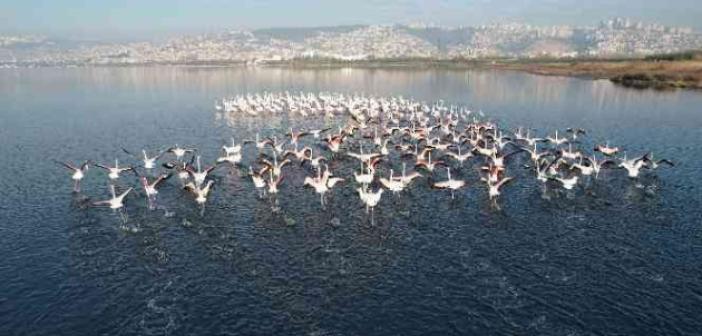 Flamingolar, kışa rağmen İzmit’ten göç etmedi