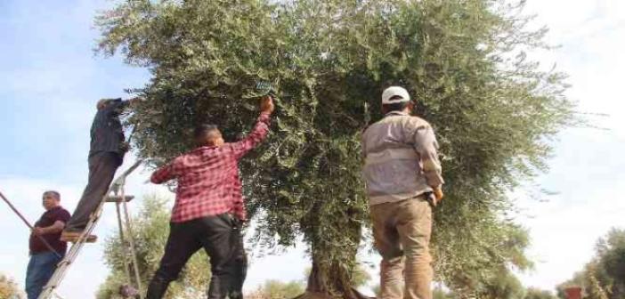 Kilis’te zeytin hasadında sona gelindi