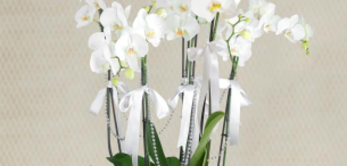 Rüyada Orkide Çiçeği Görmek ne anlama gelir? Rüyada Orkide Çiçeği Görmek ne demek?