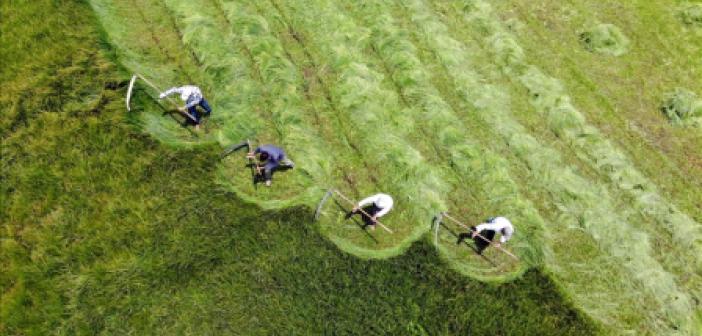 Rüyada Ot Biçmek ne anlama gelir? Rüyada Ot Biçmek ne demek?