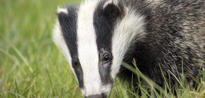 Rüyada Porsuk Görmek ne anlama gelir? Rüyada Porsuk Görmek ne demek?