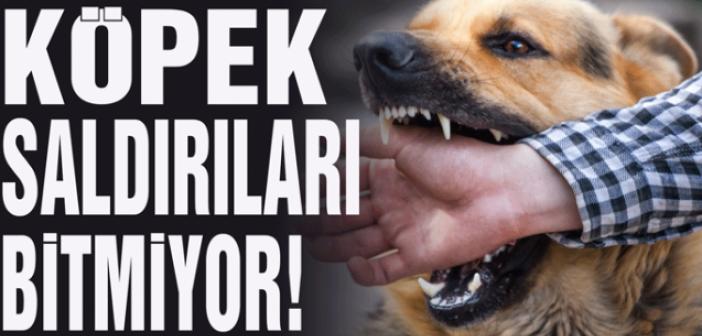 Ne olacak bu işin sonu? Bir başıboş köpek vakası daha!