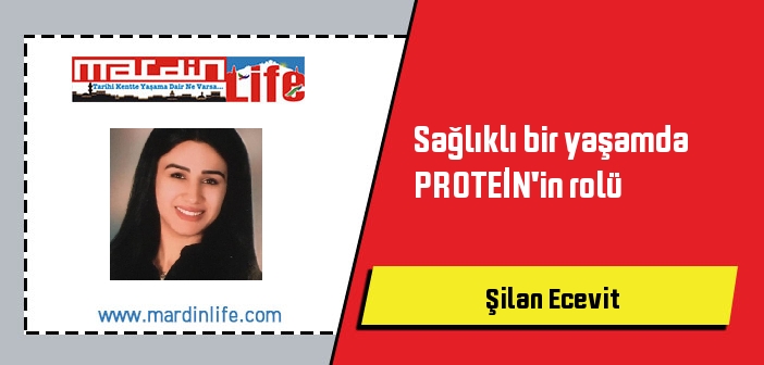 Sağlıklı bir yaşamda PROTEİN'in rolü