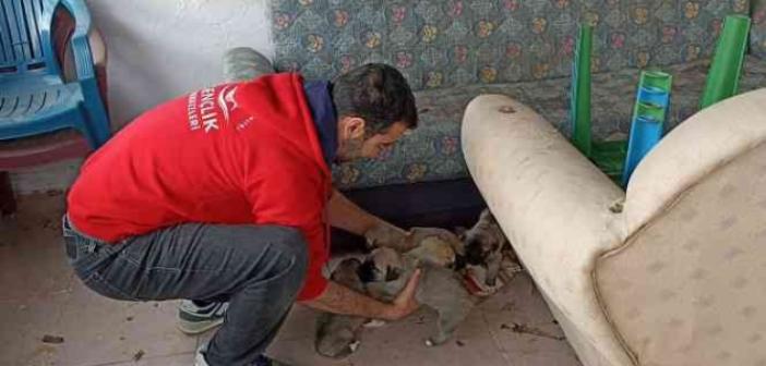 Bingöl’de bakıma ihtiyacı olan anne köpek ve yavruları barınağa götürüldü