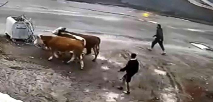 Mardin'de Büyükbaş hayvan hırsızlığı