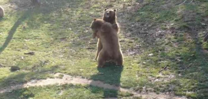 (Özel) Güzel havayı gören ayılar güreşe tutundu