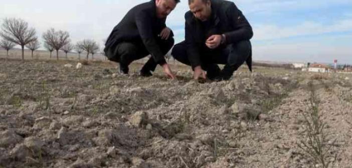 Yağışların yüzde 50 azaldığı Aksaray’da kuraklık çanları çalıyor