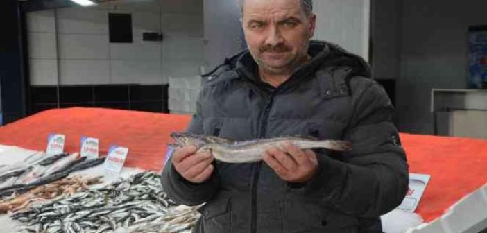 Karadeniz’de çıkmayan balık, yolunu şaşırıp Ordu’ya kadar geldi