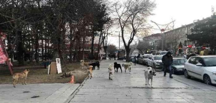 Erzincan’da hayvan barınağı, sosyal medyaya düşen görüntülerle gündem oldu