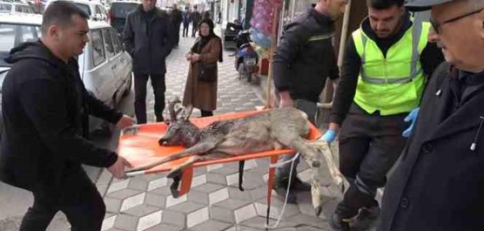 Otomobilin çarptığı karaca tedaviye alındı