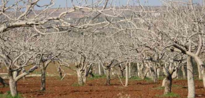 Kilis’te çiftçiler gece çadırda gündüz tarlada