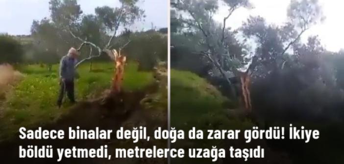 Fay hattı, ikiye böldüğü zeytin ağacının yarısını 10 metre uzağa taşıdı